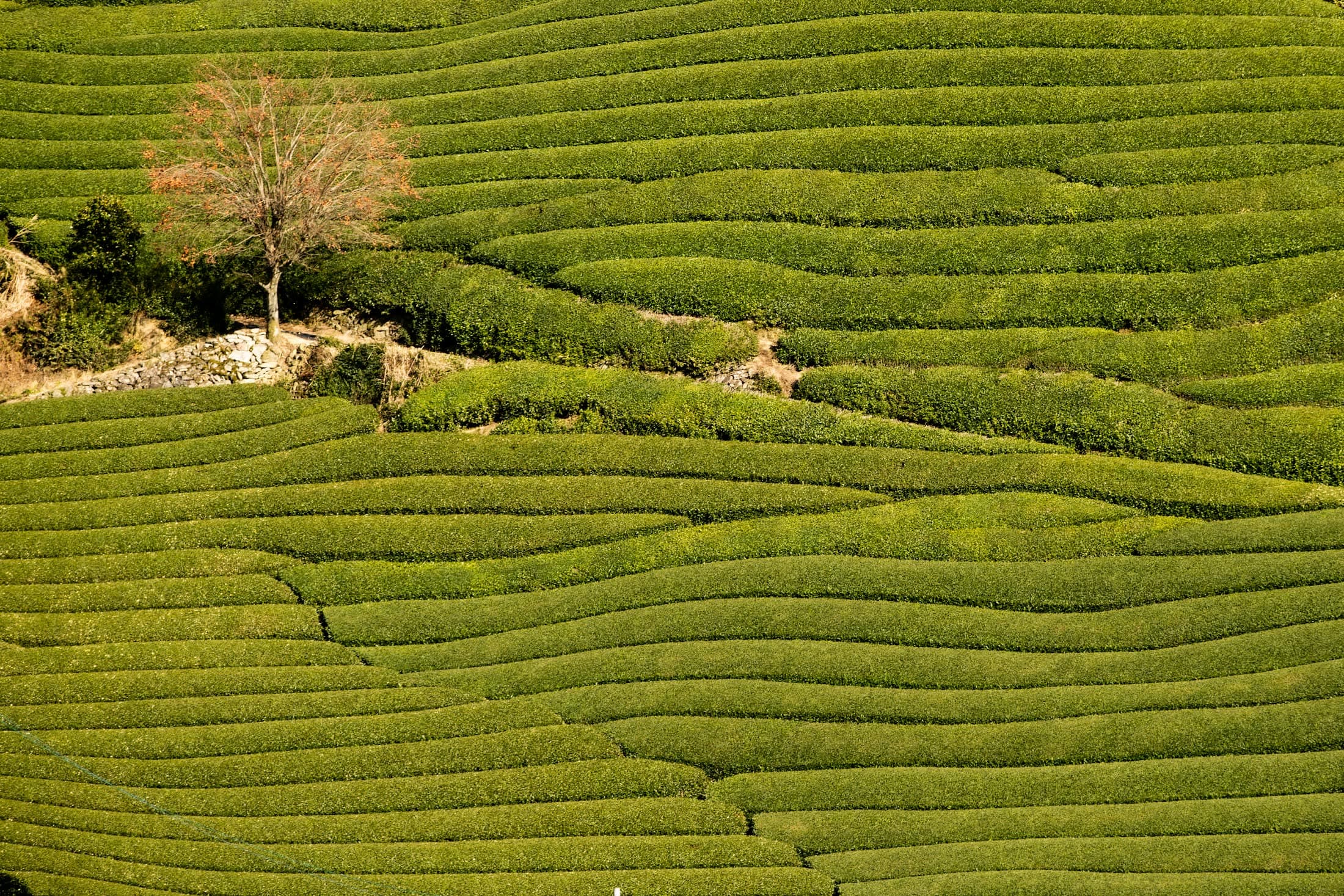 Soft green rows of tea fields in the hills of Kyoto Prefecture