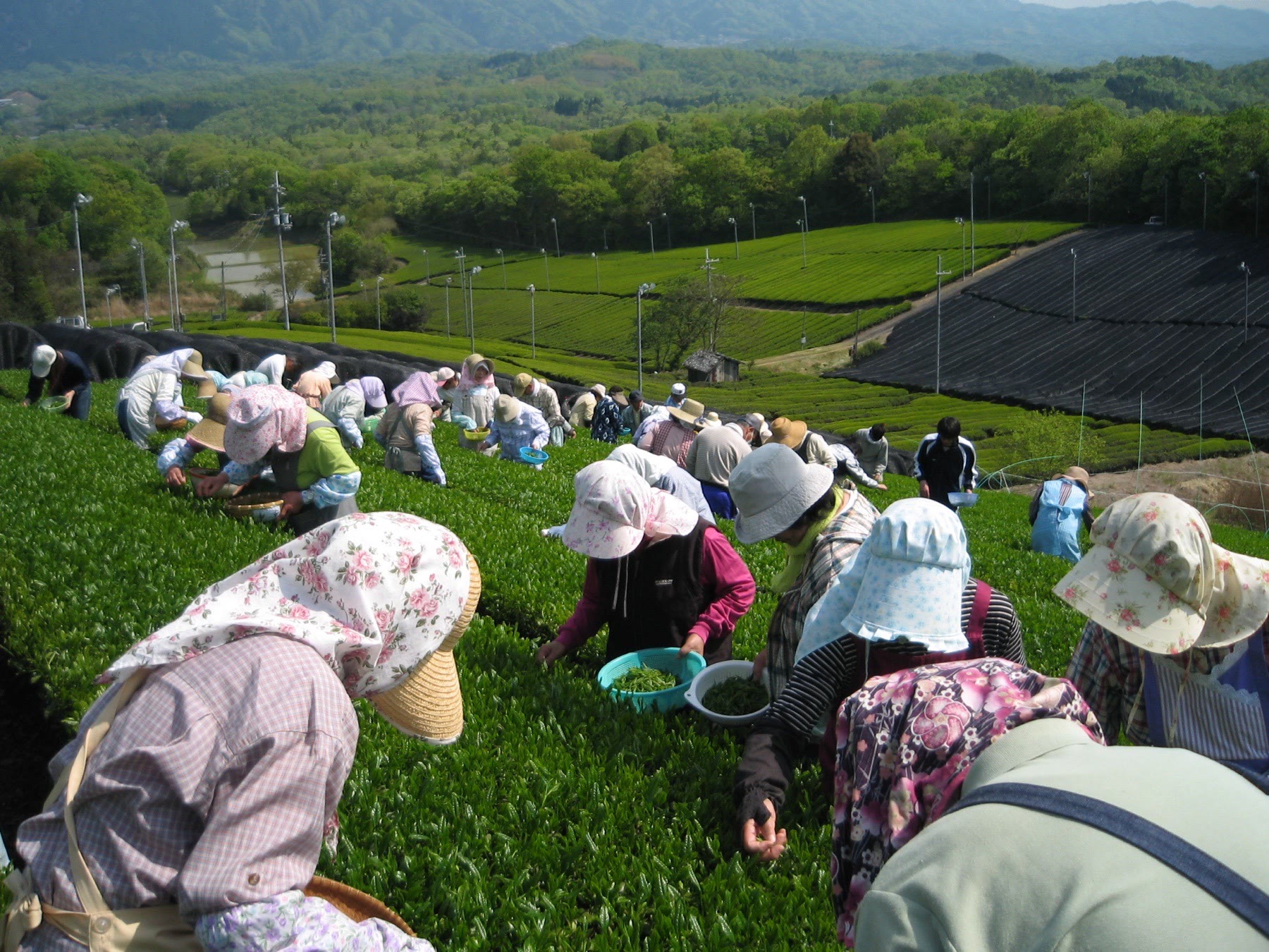 Tea workers hand-picking fresh leaves on a hillside in Kyoto Prefecture