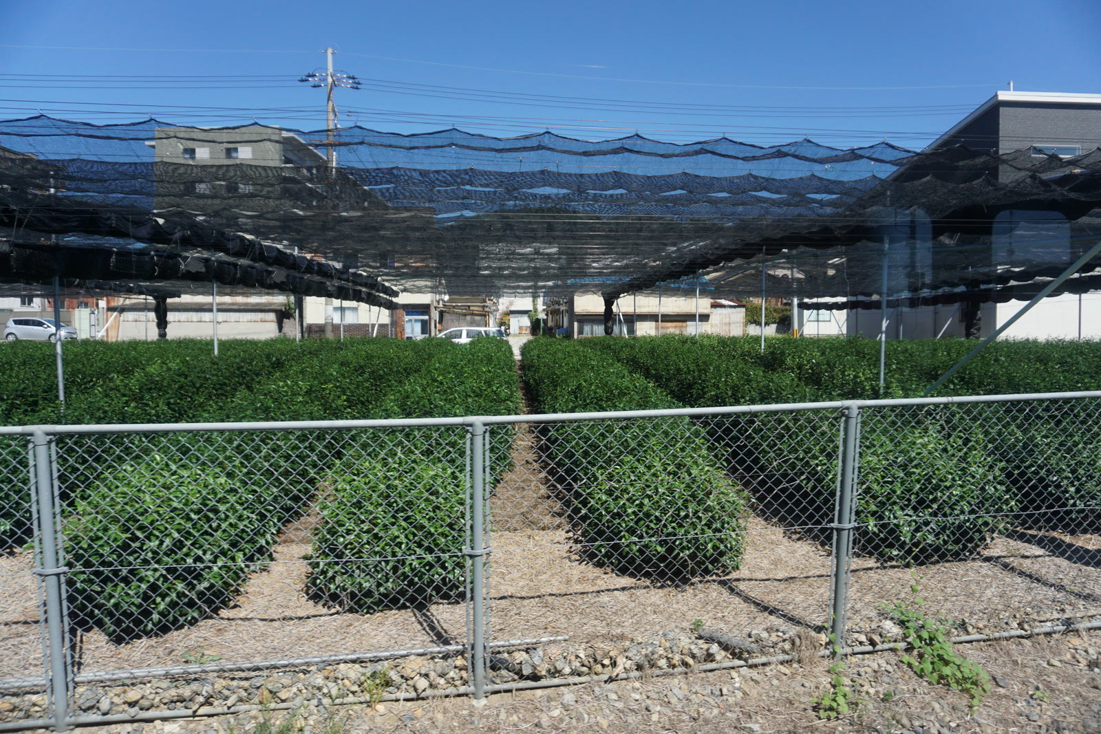 Tea rows beneath dark shade covering in Kyoto Prefecture