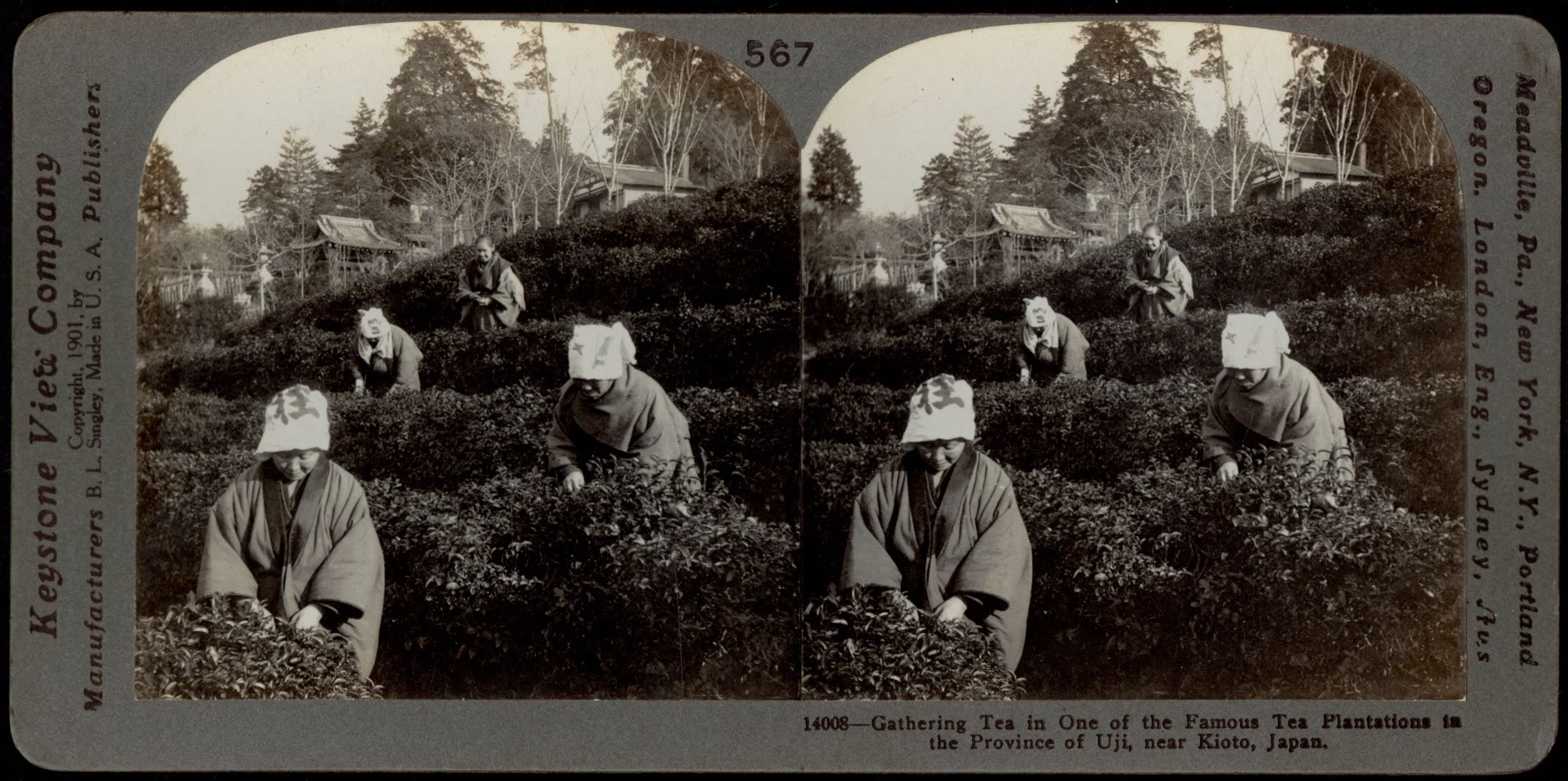 Stereograph showing people gathering tea in the Uji district around 1905