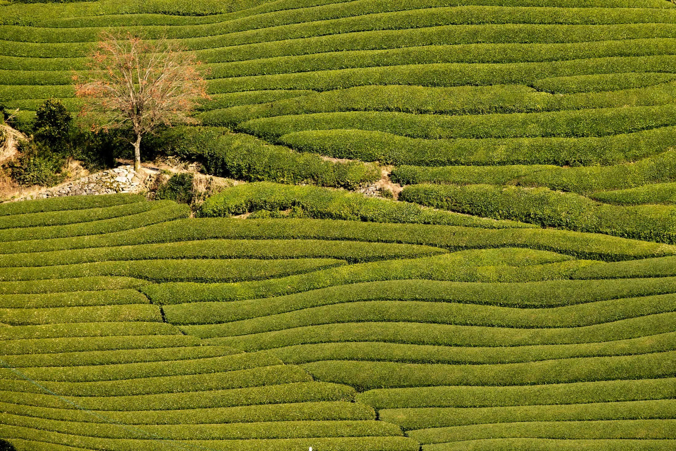 Rolling rows of tea plants surrounding a lone tree in Wazuka, Kyoto Prefecture