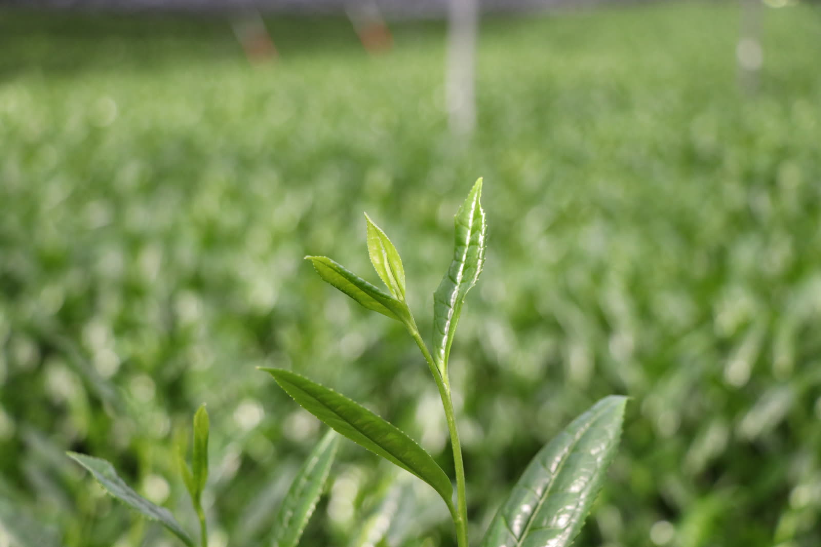 Fresh tea sprout in a green tea field