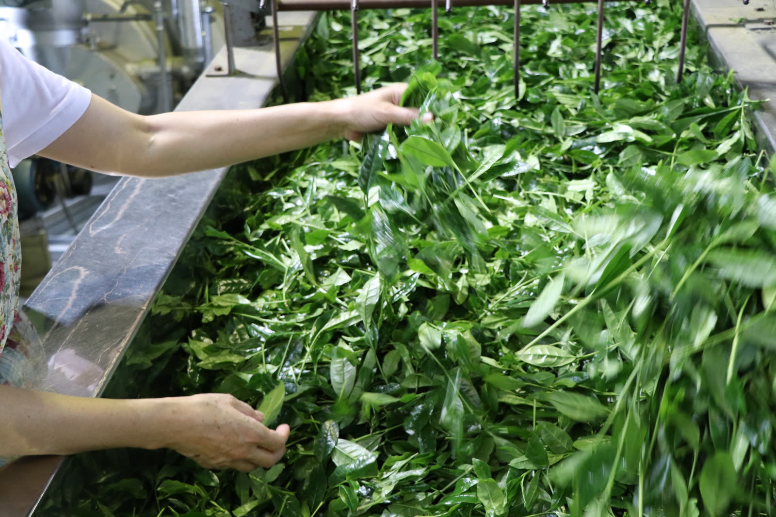Fresh tea leaves moving through a processing line